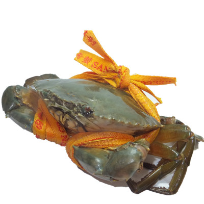 红母螃蟹排行榜