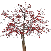 诚智旺 红花木棉树 6-7公分 /棵