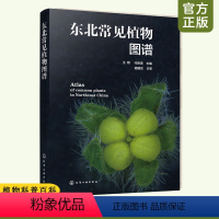 [正版]东北常见植物图谱 野外鉴别方法 植物的奥秘植物志 科种属种检索表速查一本通 青少年植物爱好者自然科普百科实用教