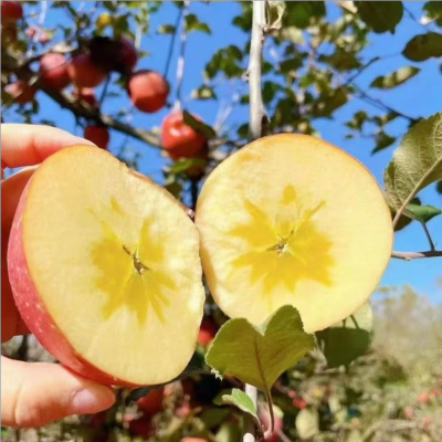 三峡高山果园基地冰糖心苹果8斤中果75-80MM/箱