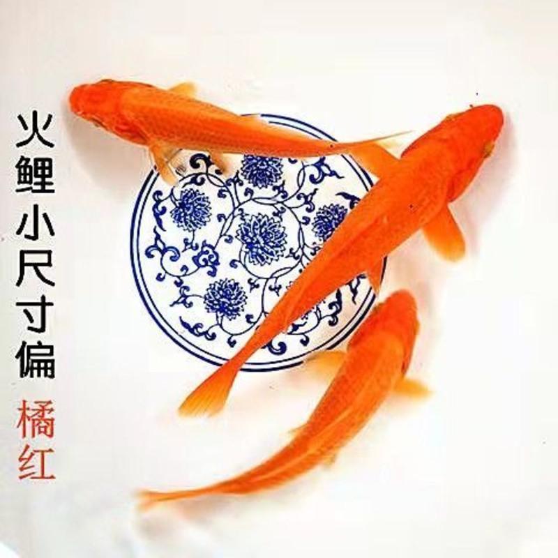 冷水锦鲤黑金白金黄锦龙凤招财黑鱼金鱼活体直销批发镇宅 红锦鲤9-10