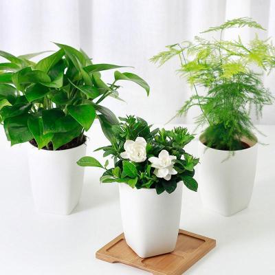 【绿植+盆】绿植盆栽套装花花草草栀子花盆栽室内绿植绿萝袖珍椰子办公室植物清新空气盆栽居家园艺用品盆栽