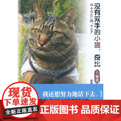 没有双手的小猫,奇比(爱、友情,能为生命创造奇迹。)