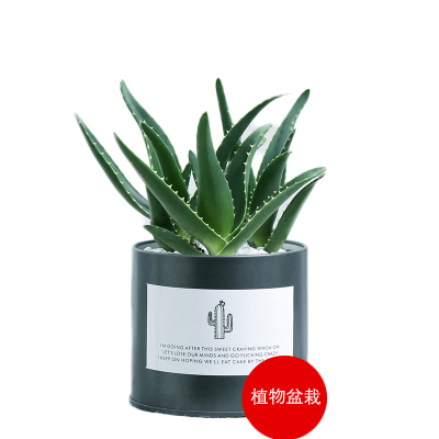 豆瓣绿多肉植物铁罐植物盆栽虎皮兰仙人掌室内芦荟盆栽-黑罐芦荟