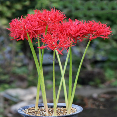 彼岸花盆栽价格 彼岸花盆栽最新报价 彼岸花盆栽多少钱 苏宁易购
