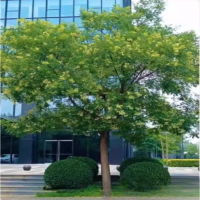 诚智旺 国槐 GHS-1/棵