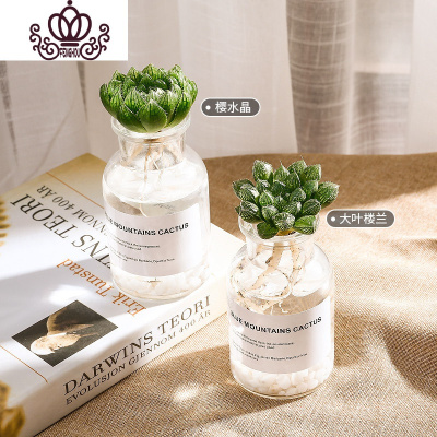 多肉植物水晶寿价格 多肉植物水晶寿最新报价 多肉植物水晶寿多少钱 苏宁易购