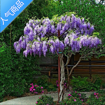 紫藤花树苗价格 紫藤花树苗最新报价 紫藤花树苗多少钱 苏宁易购