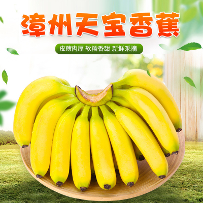 [熊猫鸟]福建天宝香蕉 净重4.5斤 箱装 新鲜当季水果 香甜软糯 孕妇宝宝辅食