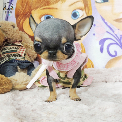 麦比佳 吉娃娃狗狗活体纯种双血统小体吉娃娃狗狗宠物狗 吉娃娃苹果头铁包金娃娃狗黑白花长不大迷你墨西哥吉娃娃犬视频挑选