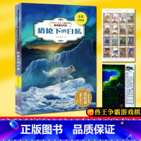 [正版]猎枪下的白狐(全彩升级版) 动物小说大王沈石溪精读酷玩系列 狼王梦作者儿童文学书籍6-12周岁三四五六年级小学