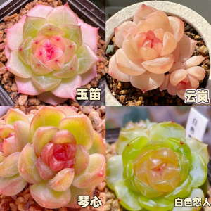 [补贴10%]新款多肉植物盆栽组合侧影纯爱红蜻蜓新手好养耐寒办公肉肉防辐射