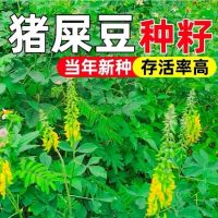 猪屎豆种子 护坡固土种子 单位/1kg