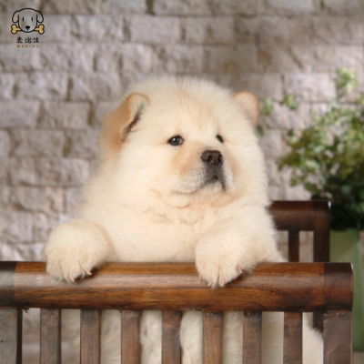 麦比佳宠物狗狗活体松狮犬幼犬活体纯种双血统肉嘴面包蓝舌头松狮狗大骨架宠物狗长毛短毛狮子狗熊狮犬视频挑选