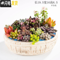 三维工匠多肉花盆器创意个性中大号口径肉肉植物小号拇指花盆陶瓷 特惠长粗盆 中等花盆容器