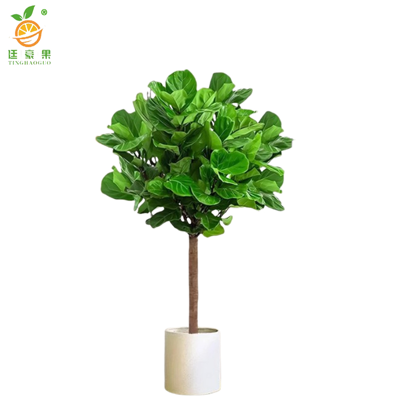 廷豪果 琴叶榕 1.2米高 /棵