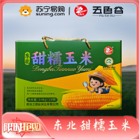 正宗东北甜糯玉米棒新鲜糯玉米棒 五色谷新鲜粘糯玉米 黄色糯玉米 10棒