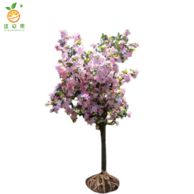 廷豪果 桃树 直径8公分 /棵