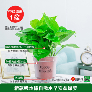 [补贴10%]绿萝盆栽除甲醛净化空内水培花卉绿植新房家用吸甲醛客厅好养