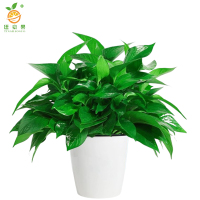 廷豪果 绿萝盆栽 12盆 /套