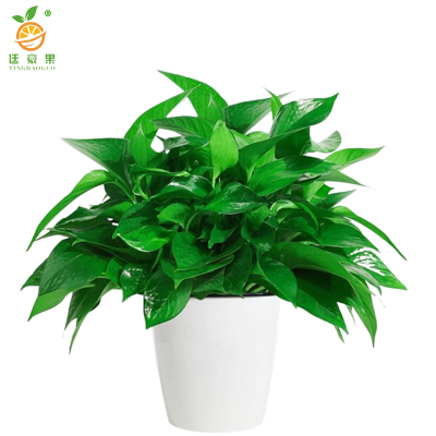 廷豪果 绿萝盆栽 12盆 /套