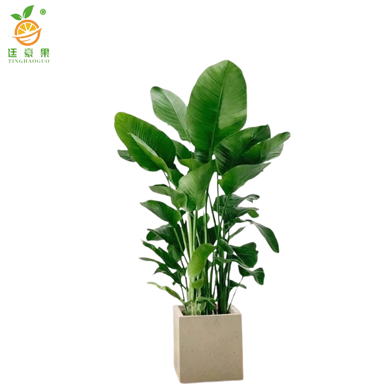 廷豪果 天堂鸟 高1m /棵