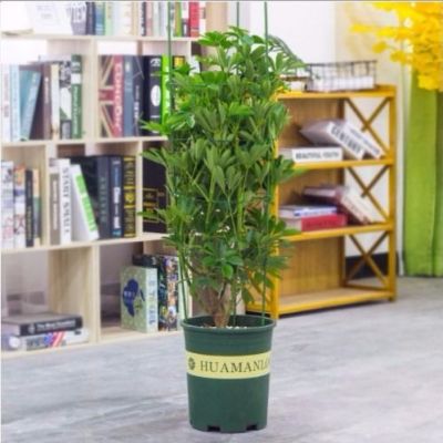 花架花支柱价格 花架花支柱最新报价 花架花支柱多少钱 苏宁易购