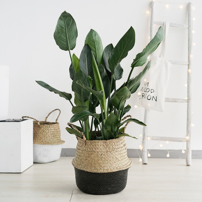 花卉望鹤兰 花卉望鹤兰推荐 苏宁易购