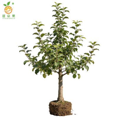 廷豪果 苹果树 8公分 /棵