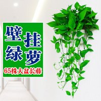 小窝厘 垂吊 绿萝盆栽室内吸甲醛植物 [藤长30cm][1盆装挂墙式]