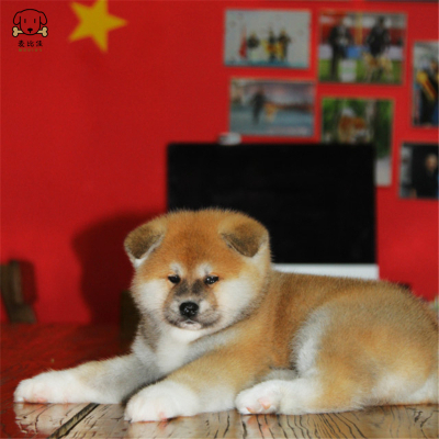 麦比佳 秋田犬 纯种秋田犬幼犬 中大型秋田犬狗狗活体 血统级精品日系秋田日本赛级秋田家庭犬公母视频挑选包健康秋田柴犬