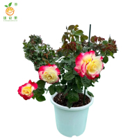 廷豪果 红双喜 带盆 /盆