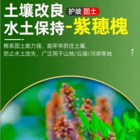 紫穗槐种子 护坡固土种子 单位/斤