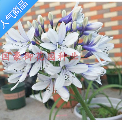YICHENG百子莲花苗种球盆栽花卉四季易种活庭院室外多年生耐寒当年开花
