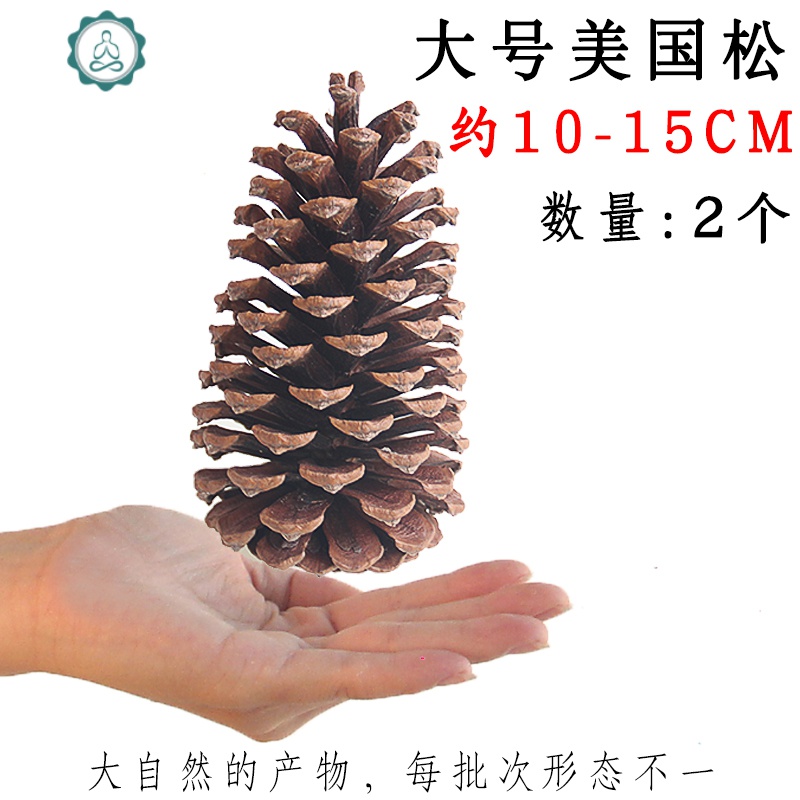 材料居家手工diy幼儿园挂饰松果棉花树枝橡果 封后 棉花壳75g 干花包