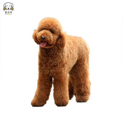 巨型贵宾犬幼犬 狗狗活体巨贵幼犬纯种血统巨大型泰迪贵宾宠物狗卷毛贵宾大型泰迪狗 健康保障视频挑选