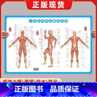 人体肌肉神经解刨挂图 [正版]人体肌肉神经解刨挂图 铜版纸 全身肌肉骨骼器官内脏结构内脏解剖大挂图男性肌肉分布图人体骨骼