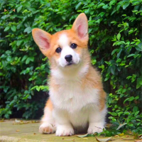 麦比佳 纯种柯基犬幼犬 狗狗活体小体柯基狗 双血统级宠物狗狗公母视频挑选小短腿小型犬包健康疫苗驱虫做好