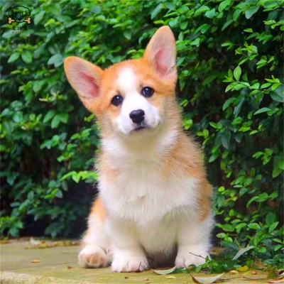 麦比佳 纯种柯基犬幼犬 狗狗活体小体柯基狗 双血统级宠物狗狗公母视频挑选小短腿小型犬包健康疫苗驱虫做好