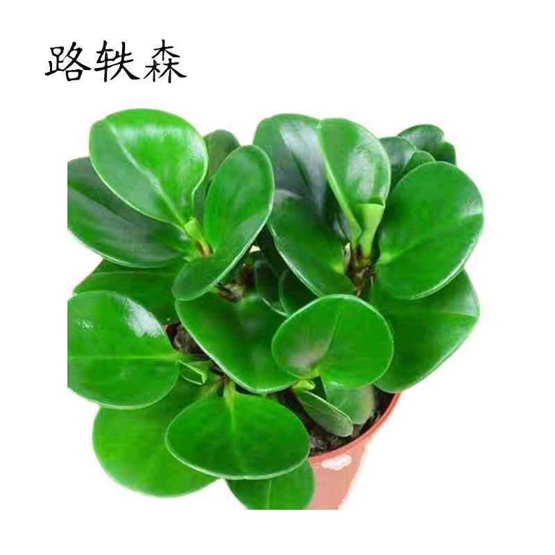 路轶森 豆瓣绿盆栽室内绿植盆景 35# 盆