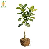 廷豪果 柚子树苗-高80-100cm 棵