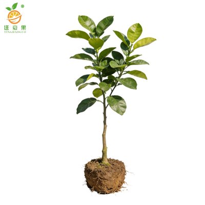 廷豪果 柚子树苗-高80-100cm 棵