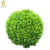 廷豪果 卫矛球 冠幅60公分 /棵