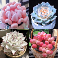 [补贴10%]新款多肉植物盆栽组合侧影纯爱红蜻蜓新手好养耐寒办公肉肉防辐射