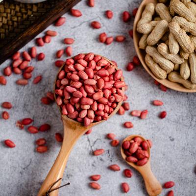 新货红皮花生果可种植-四粒红花生米原味带壳生花生可做种子