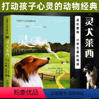 灵犬莱西 [正版]打动孩子心灵的动物经典 灵犬莱西 外国儿童文学书籍 小学生课外书6-12岁少儿动物小说故事书沈石溪动物