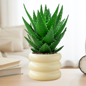 [补贴10%]芦荟盆栽室内除甲醛净化空气绿植物办公桌多肉四季好养花卉仙人掌