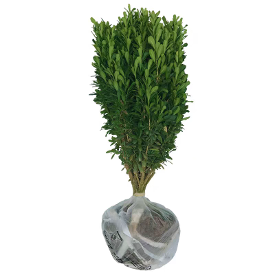 诚智旺 小叶黄杨 高70-80cm50棵 /捆