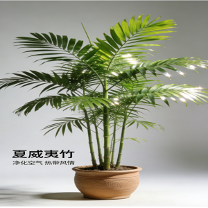 诚智旺 夏威夷竹 XWY-1/盆