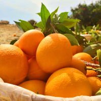 [熊猫鸟]重庆脐橙 净重8斤 大果 单果75mm+